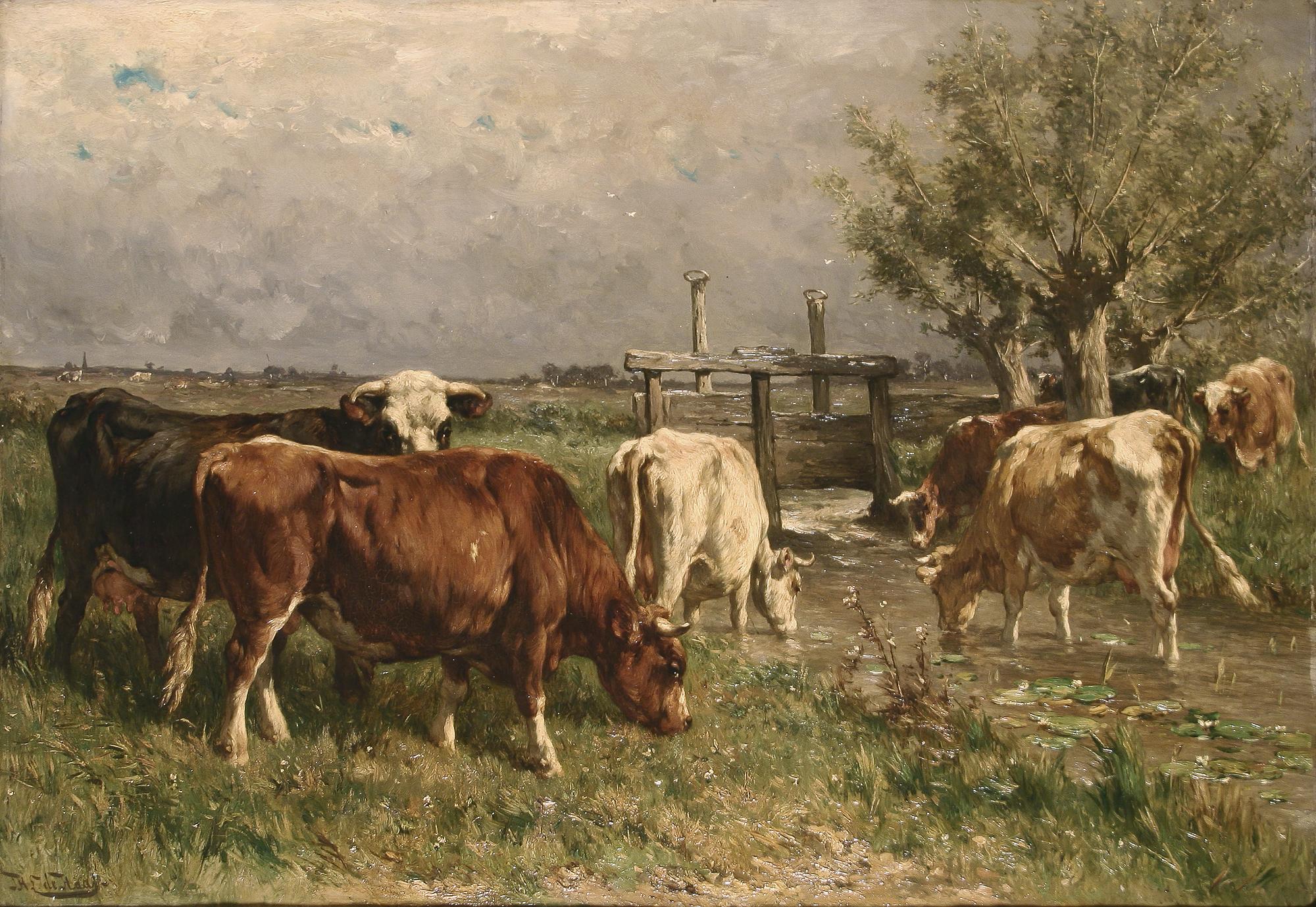 Cows - National Gallery